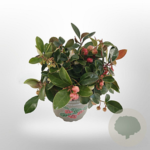 Gaultheria proc. Big Berry 10-15 cm C1