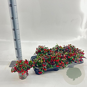 Gaultheria proc. Big Berry 10-15 cm C1
