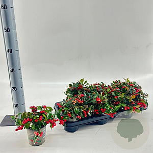Gaultheria proc. Big Berry 10-15 cm C1