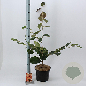 Hamamelis int. 'Diane' 30-40 cm 5,0L