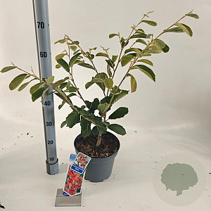 Hamamelis int. 'Diane' 30-40 cm 5,0L