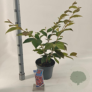 Hamamelis int. 'Feuerzauber' 30-40 cm 5,0L