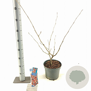 Hamamelis int. 'Feuerzauber' 30-40 cm 5,0L