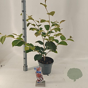 Hamamelis int. 'Jelena' 30-40 cm 5,0L