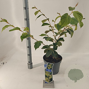 Hamamelis int. 'Pallida' 30-40 cm 5,0L