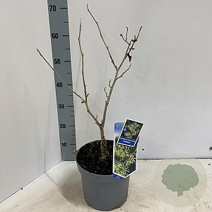 Hamamelis int. 'Pallida' 30-40 cm 5,0L