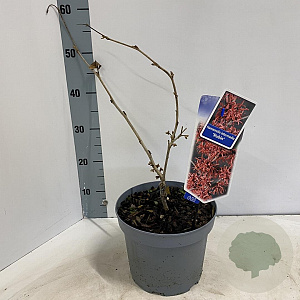 Hamamelis int. 'Rubin' 30-40 cm 5,0L