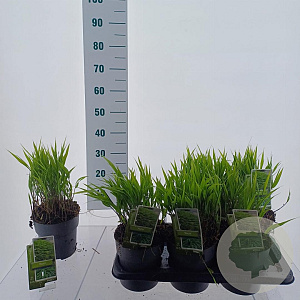 Hakonechloa macra 20-25 cm 2,0L