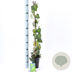 Hedera colchica 'Sulphur Heart' 70 cm C1.5 met stok