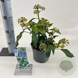 Hedera colchica 'Fall Favourite' 20-25 cm 2,0L