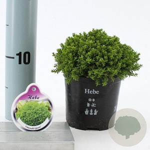 Hebe 'Emerald Gem' 10-15 cm C1