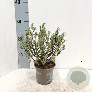 Hebe pimeleoides 10-15 cm C1