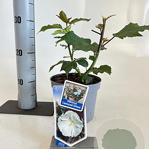 Hibiscus m. Carousel Ghost 30-40 cm 2,0L