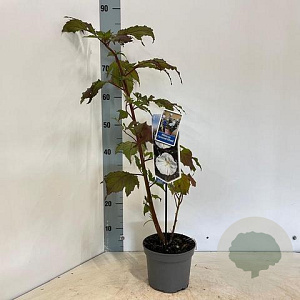 Hibiscus m. Carousel Ghost 30-40 cm 2,0L
