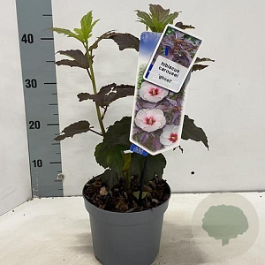 Hibiscus m. Carousel Ghost 30-40 cm 2,0L