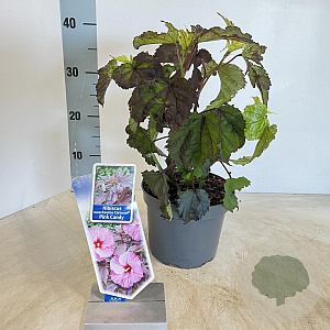 Hibiscus m. Carousel Pink Candy 30-40 cm 2,0L