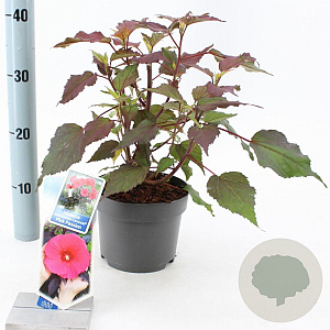 Hibiscus m. Carousel Pink Passion 30-40 cm 2,0L