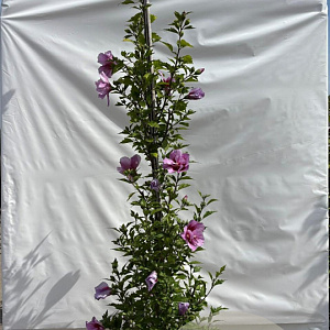 Hibiscus syr. Flower Tower Purple 200 cm 12L geveerd