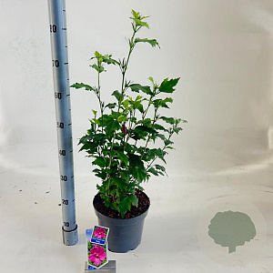 Hibiscus syr. Flower Tower Ruby 60-70 cm 5,0L