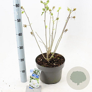 Hibiscus syr. Flower Tower White 60-70 cm 5,0L