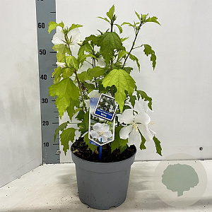 Hibiscus syr. Flower Tower White 60-70 cm 5,0L