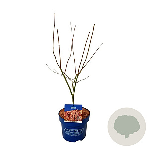 Fagus syl. 'Atropunicea' 100-125 cm wortelgoed 1/2