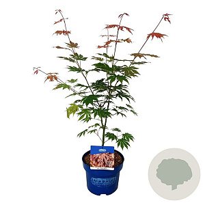 Fagus syl. 'Atropunicea' 100-125 cm wortelgoed 1/2