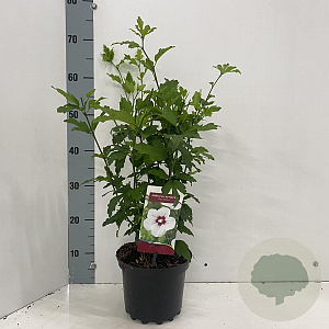 Hibiscus syr. 'Red Heart' 40-50 cm 3,0L
