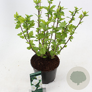 Hibiscus syr. 'Totus Albus' 40-50 cm 3,0L