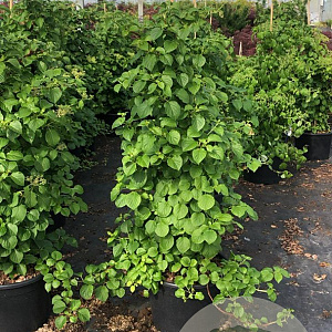 Hydrangea anomala petiolaris 125-150 cm 35L solitair