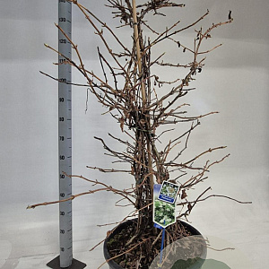 Hydrangea anomala petiolaris 125-150 cm 35L solitair
