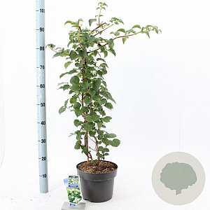 Hydrangea anomala petiolaris 60-70 cm 5,0L met stok