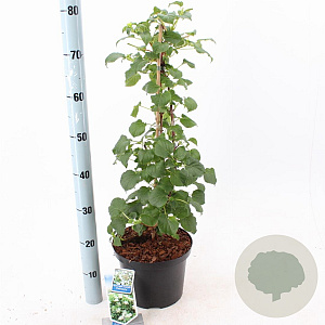 Hydrangea anomala petiolaris 60-70 cm 5,0L met stok
