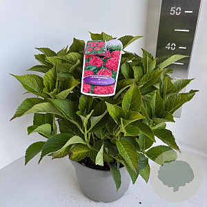 Hydrangea m. Royal Red 40-50 cm 5,0L