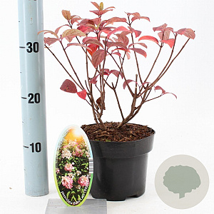 Hydrangea pan. Baby Lace 30-40 cm 2,0L