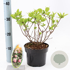 Hydrangea pan. Baby Lace 30-40 cm 2,0L