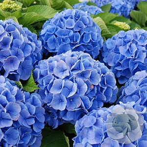 Hydrangea m. 'Bodensee' 20-25 cm 2,0L