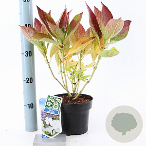 Hydrangea m. 'Libelle' 20-25 cm 2,0L