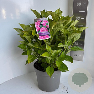Hydrangea m. Sarena 50-60 cm 5,0L
