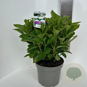 Hydrangea m. Saxon Bright White 40-50 cm 5,0L