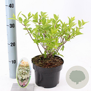 Hydrangea pan. Confetti 30-40 cm 2,0L
