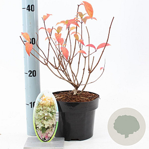 Hydrangea pan. Confetti 30-40 cm 2,0L