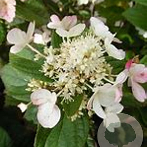 Hydrangea pan. Dart's Little Dot 25-30 cm 2,0L