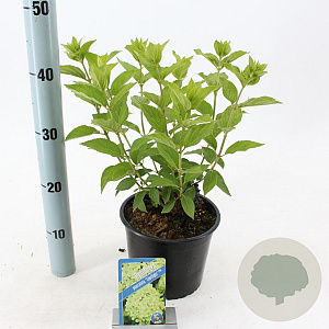 Hydrangea pan. 'Limelight' 20-30 cm 2,0L