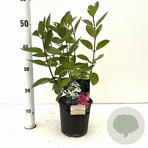 Hydrangea pan. 'Pink Diamond' 40-50 cm 2,0L