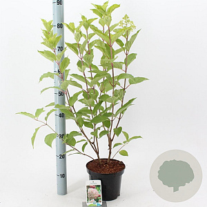 Hydrangea pan. 'Phantom' 50-60 cm 3,0L