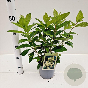 Hydrangea pan. 'Tardiva' 30-50 cm 2,0L