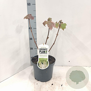 Hydrangea quercifolia 25-30 cm 3,0L