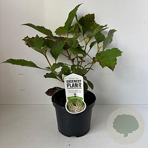 Hydrangea quercifolia 25-30 cm 3,0L