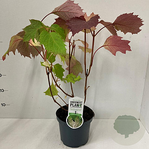 Hydrangea quercifolia 25-30 cm 3,0L